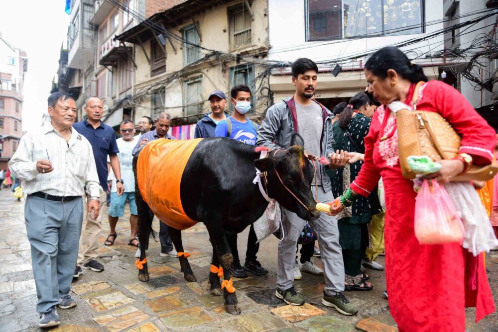 काठमाडौं उपत्यकासहित देशका विभिन्न ठाउँमा आज गाईजात्रा मनाईंदै