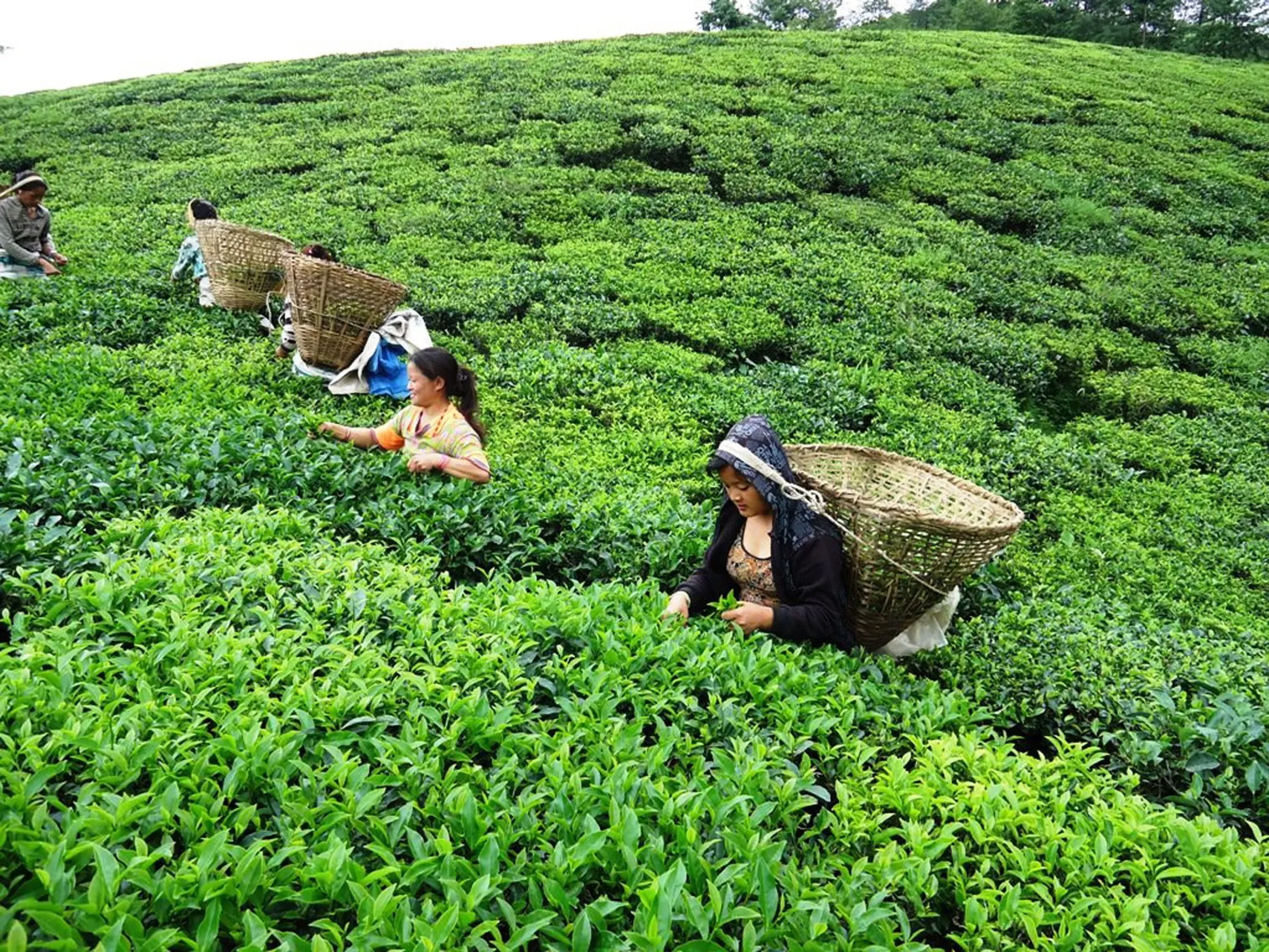 बन्द भएका इलामका चिया उद्योग खोल्ने सहमति
