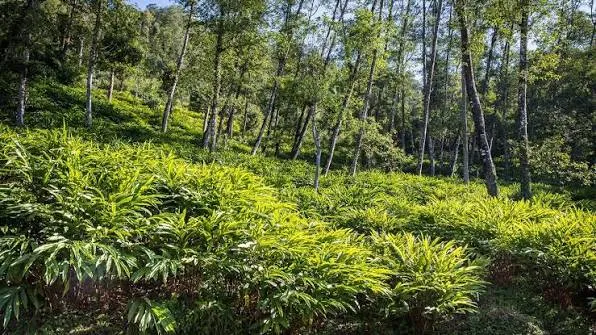 अलैँची निर्यात ६४ प्रतिशतले बढ्यो